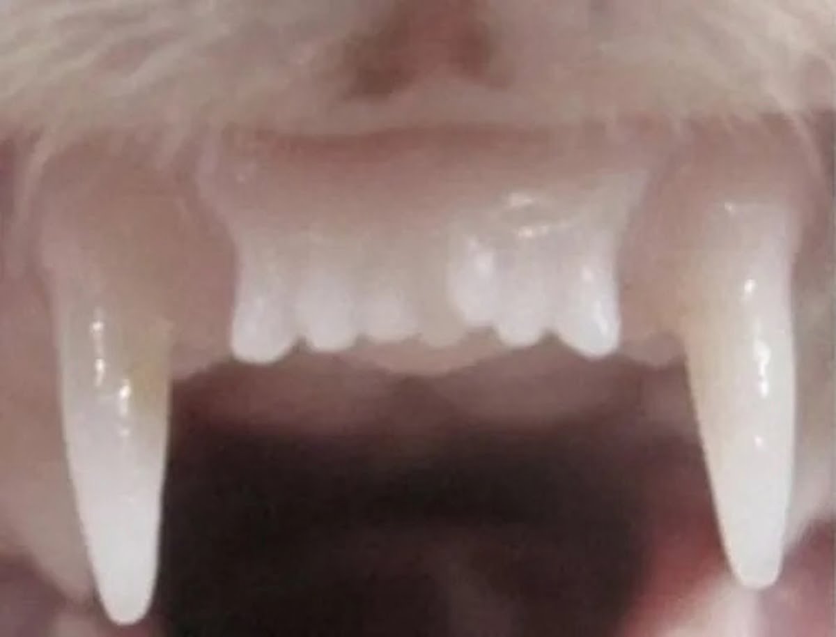 کشف نخستین داروی رشد مجدد دندان